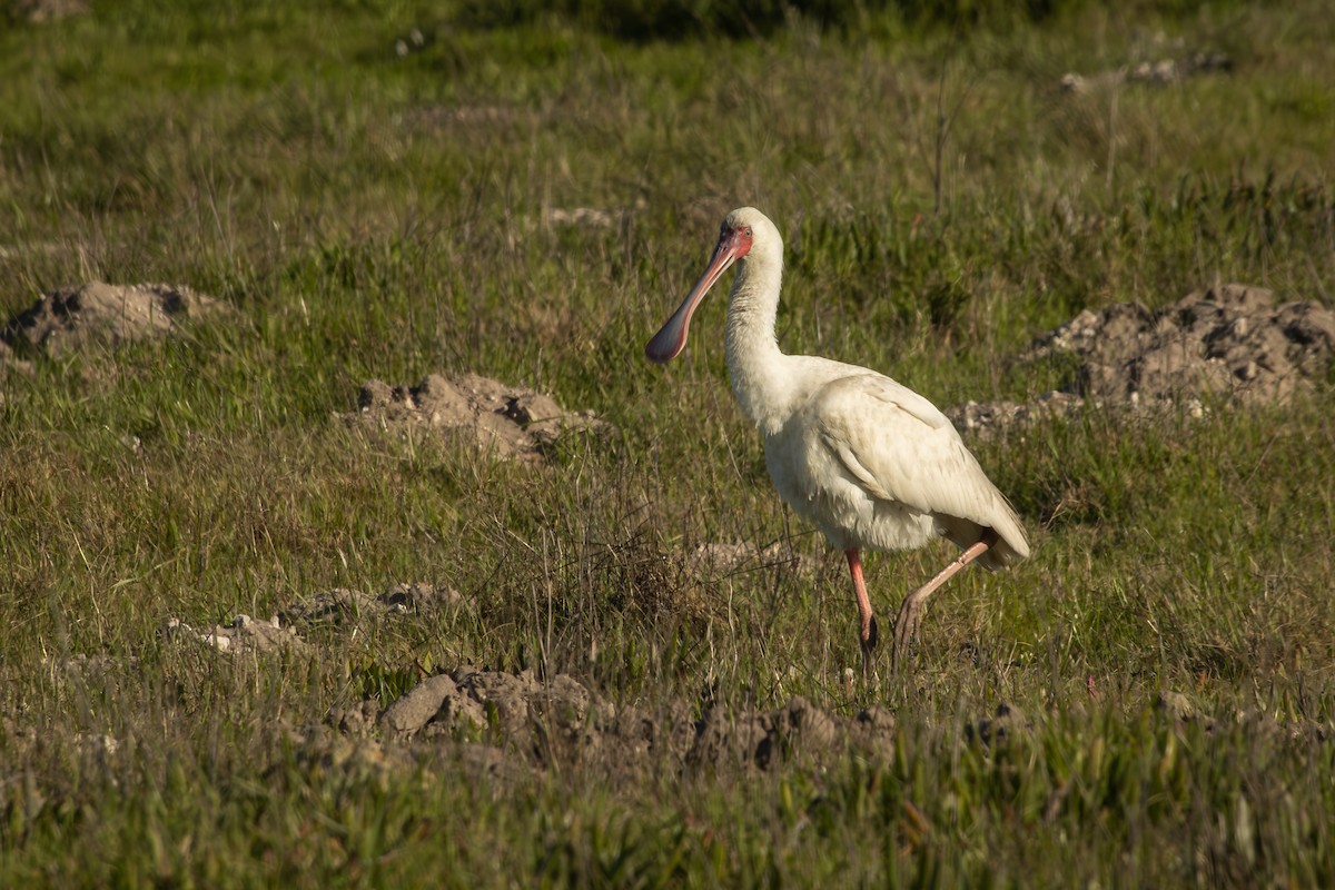 African Spoonbill - Antonio Rodriguez-Sinovas