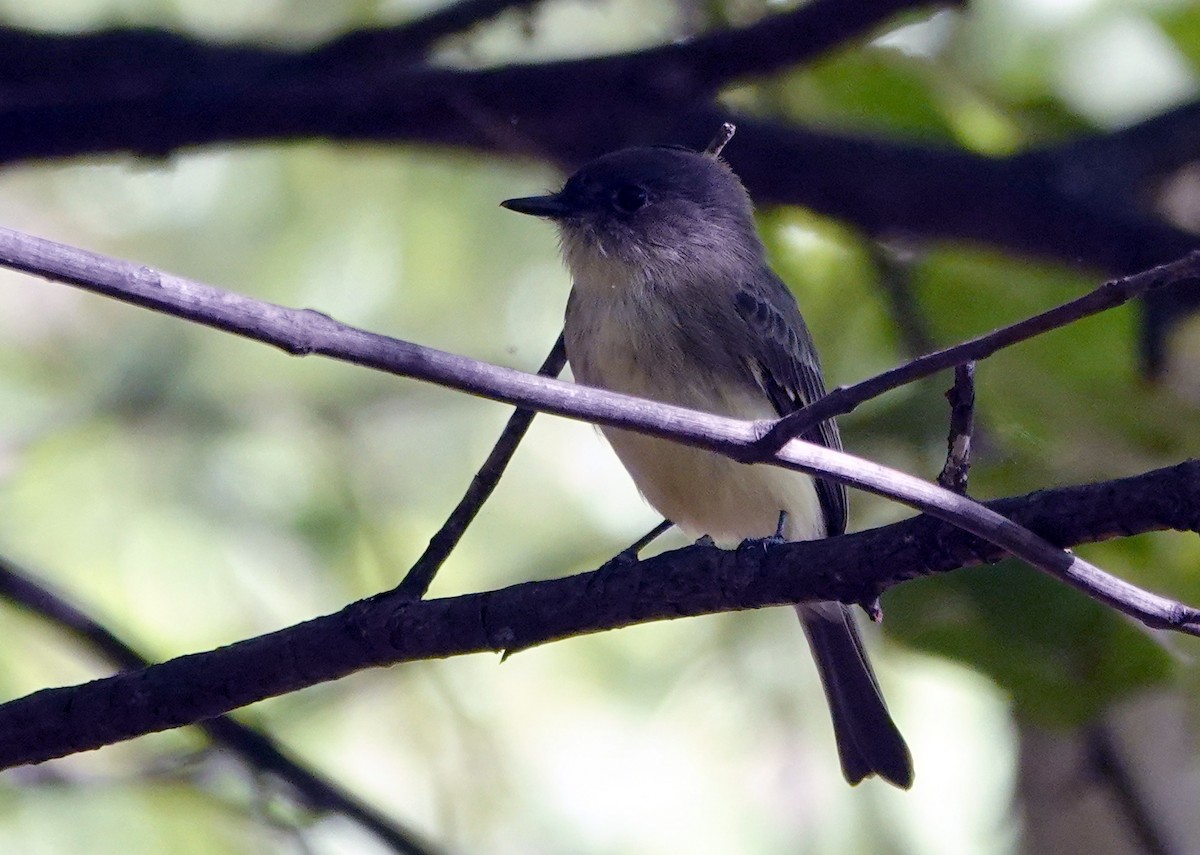 Eastern Phoebe - ML624730377