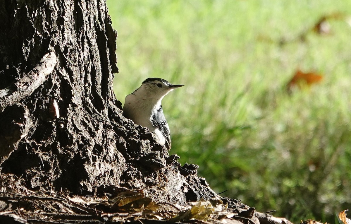 White-breasted Nuthatch - ML624730392