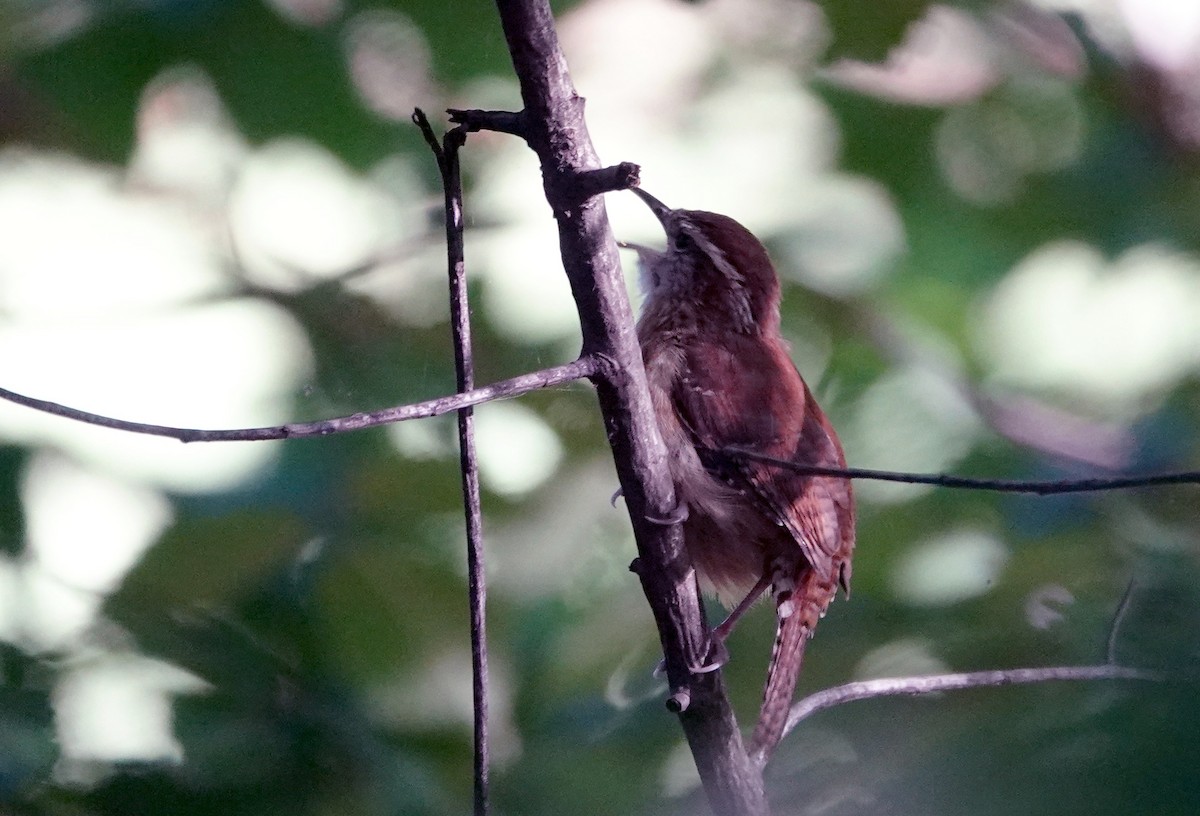 Carolina Wren - ML624730397