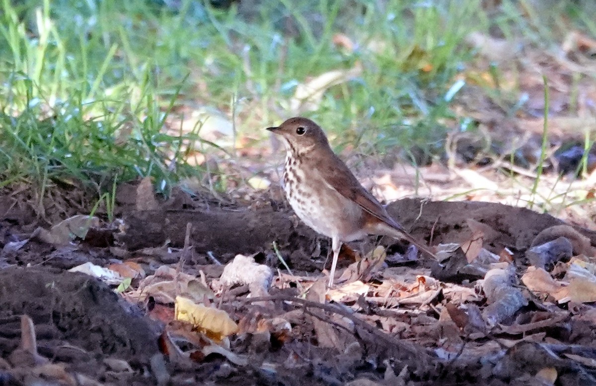 Hermit Thrush - Don Burggraf