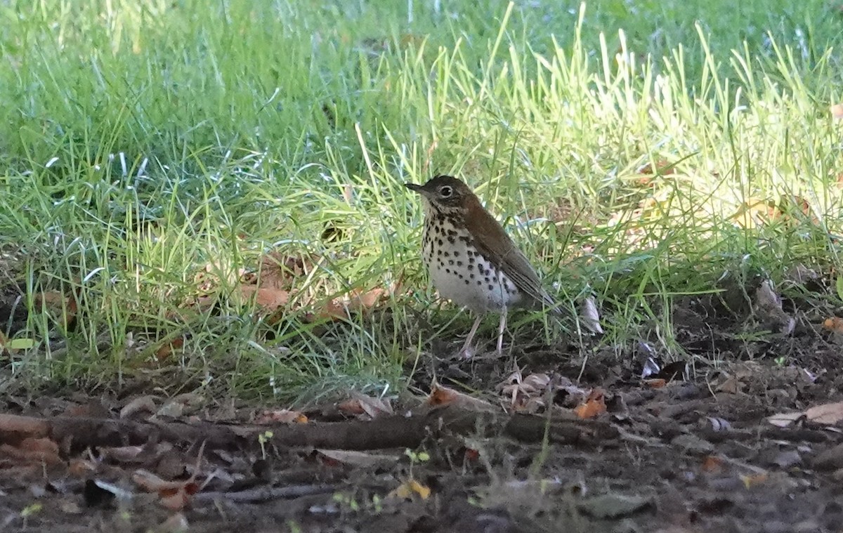 Wood Thrush - ML624730469