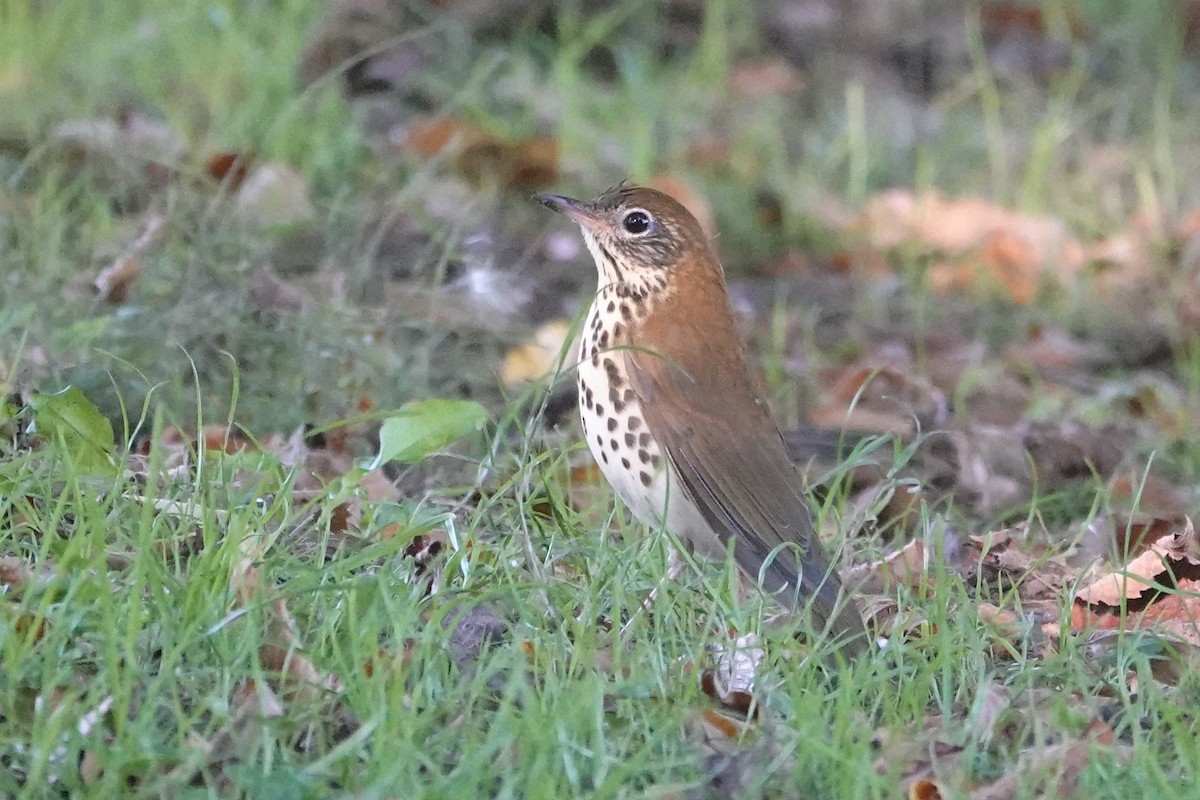 Wood Thrush - ML624730470