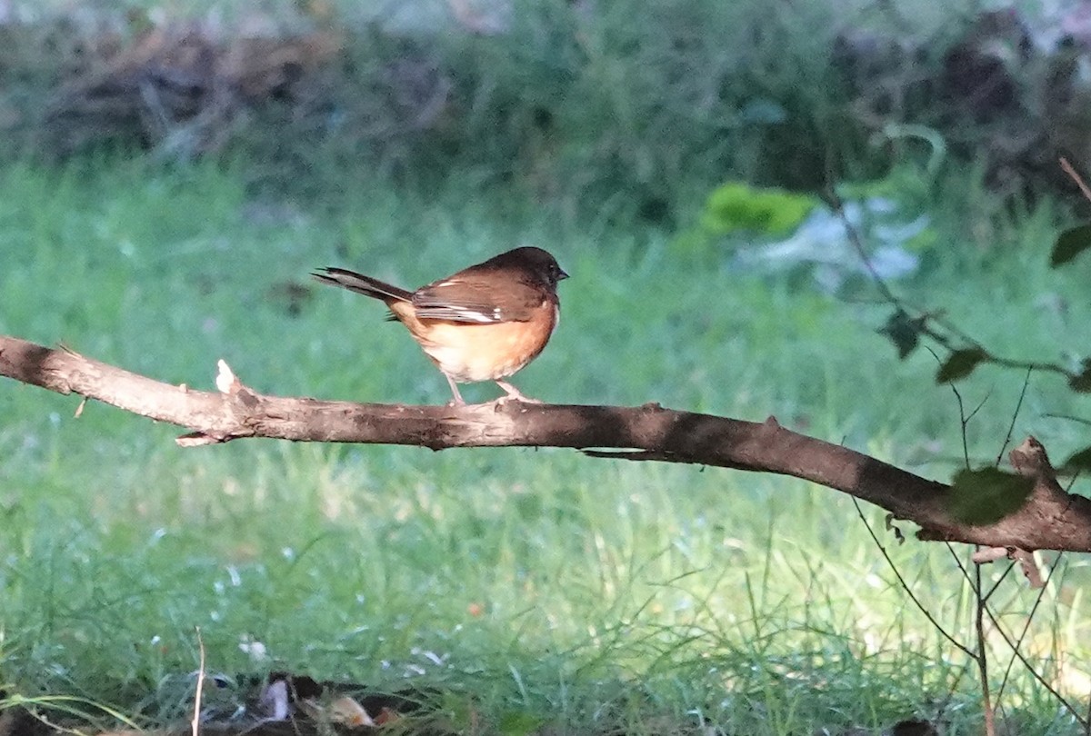 Eastern Towhee - ML624730492