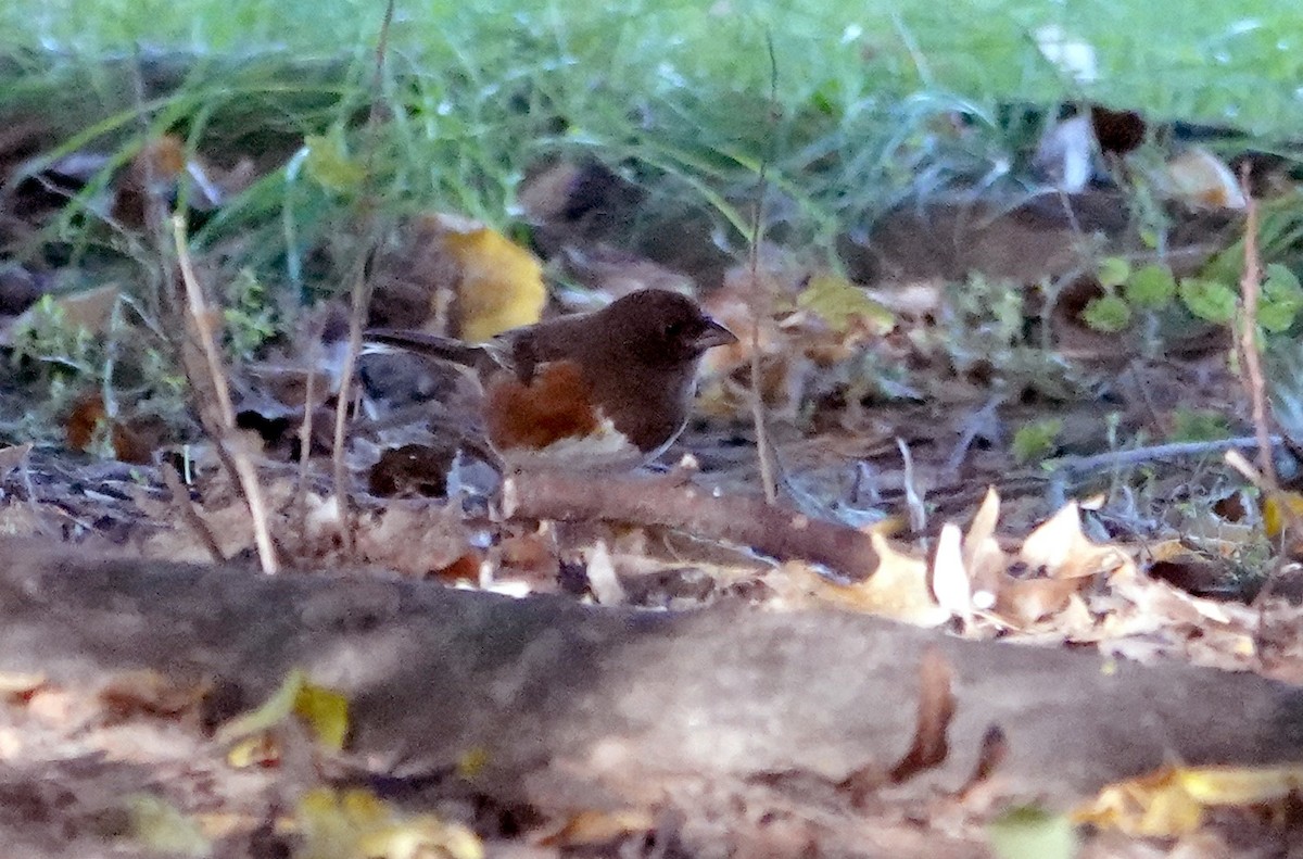 Eastern Towhee - ML624730493