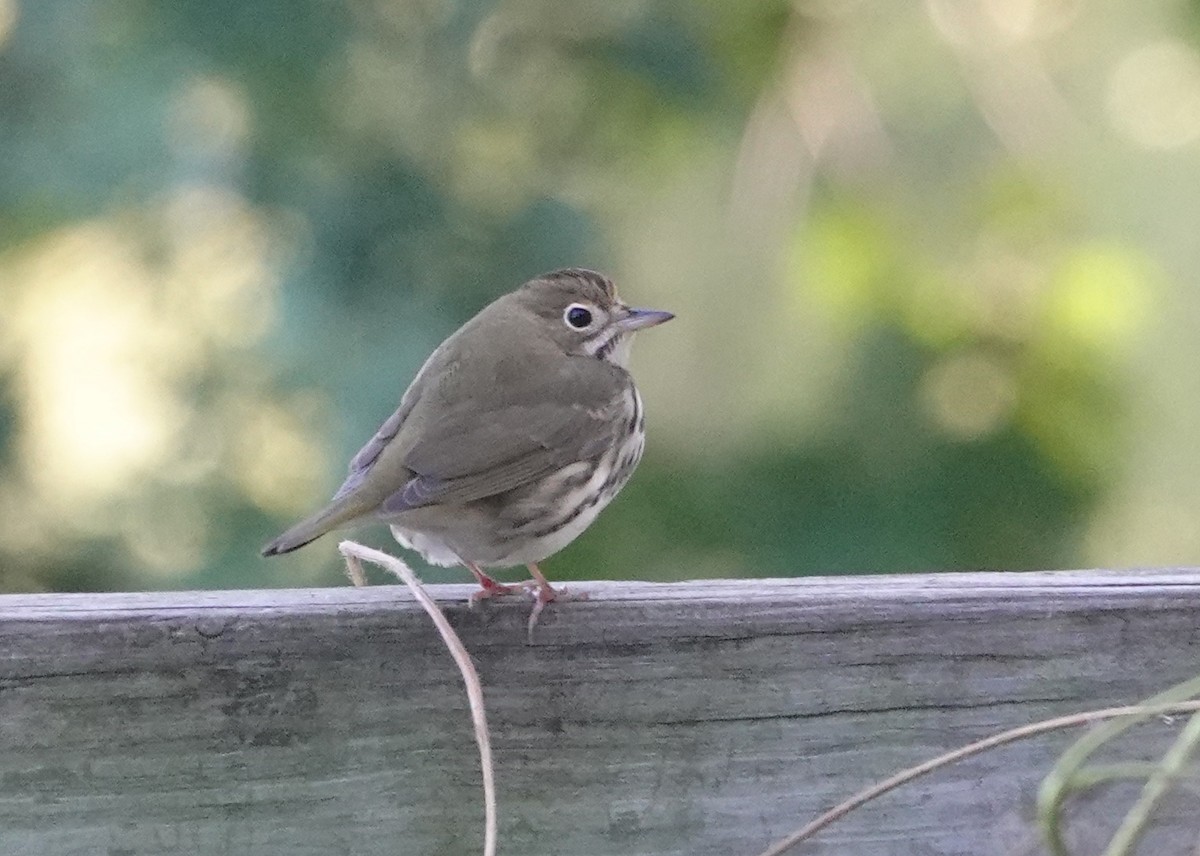 Ovenbird - ML624730524