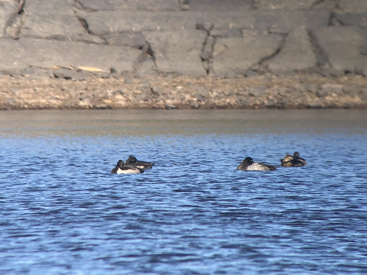 Tufted Duck x Lesser Scaup (hybrid) - ML624730557