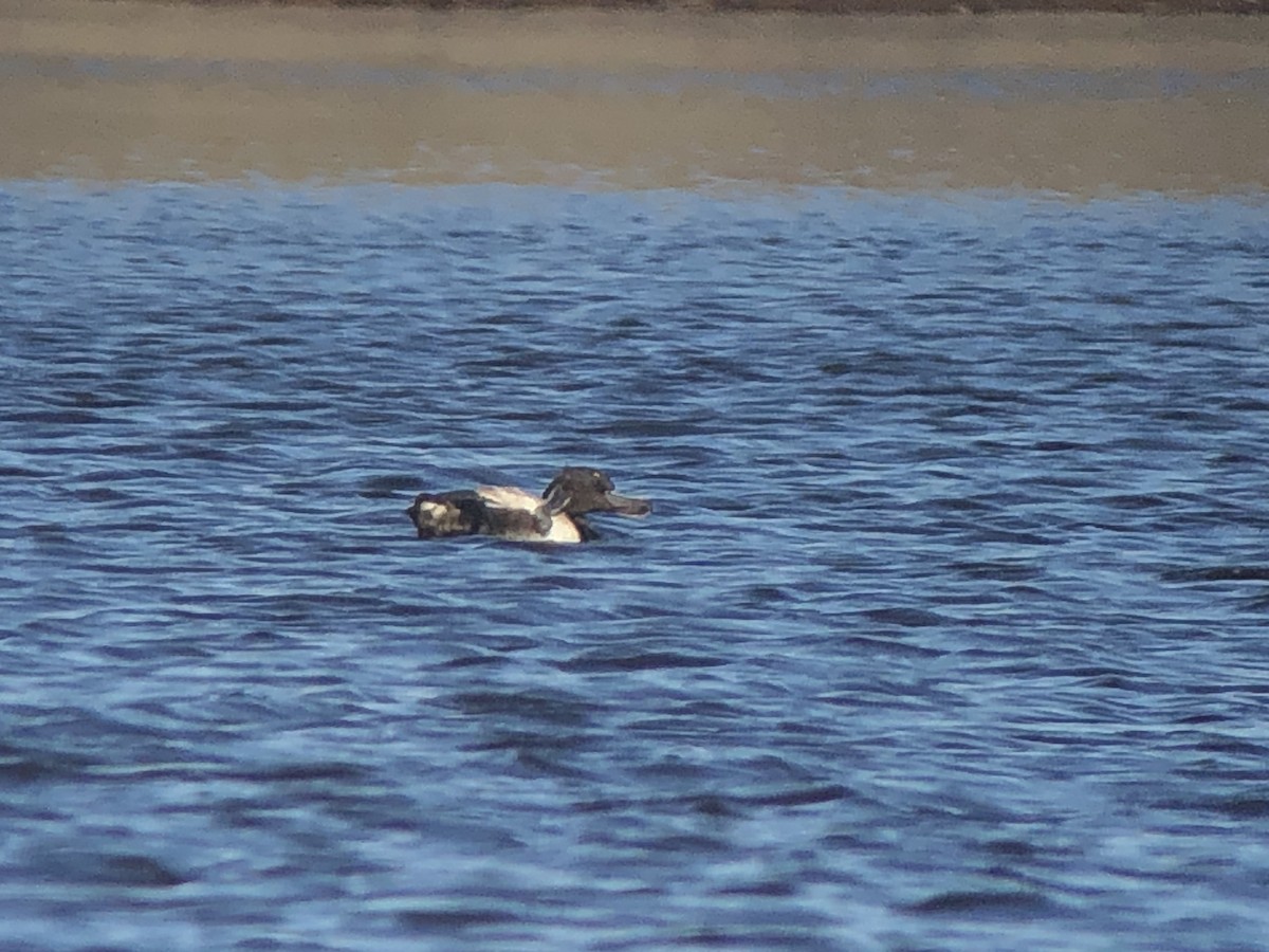 Tufted Duck x Lesser Scaup (hybrid) - ML624730559