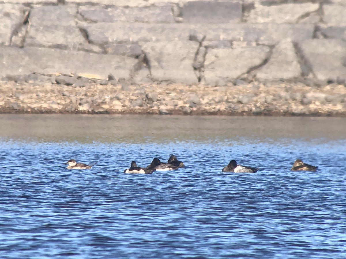 Tufted Duck x Lesser Scaup (hybrid) - ML624730561