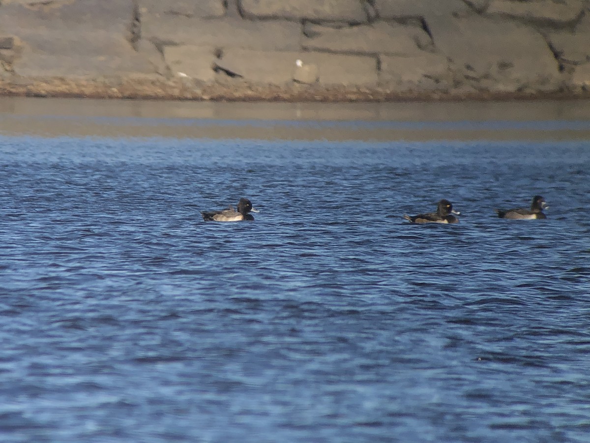 Tufted Duck x Lesser Scaup (hybrid) - ML624730564