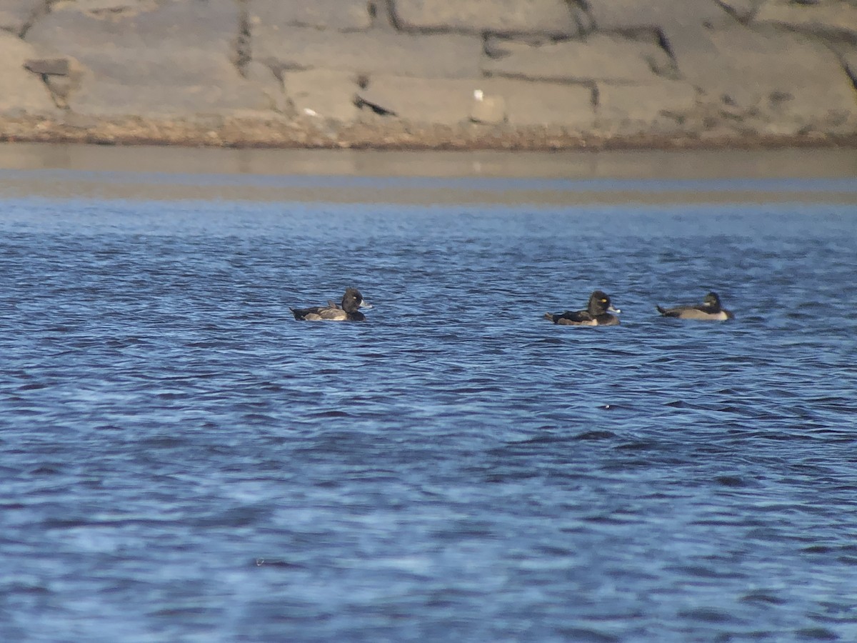 Tufted Duck x Lesser Scaup (hybrid) - ML624730567