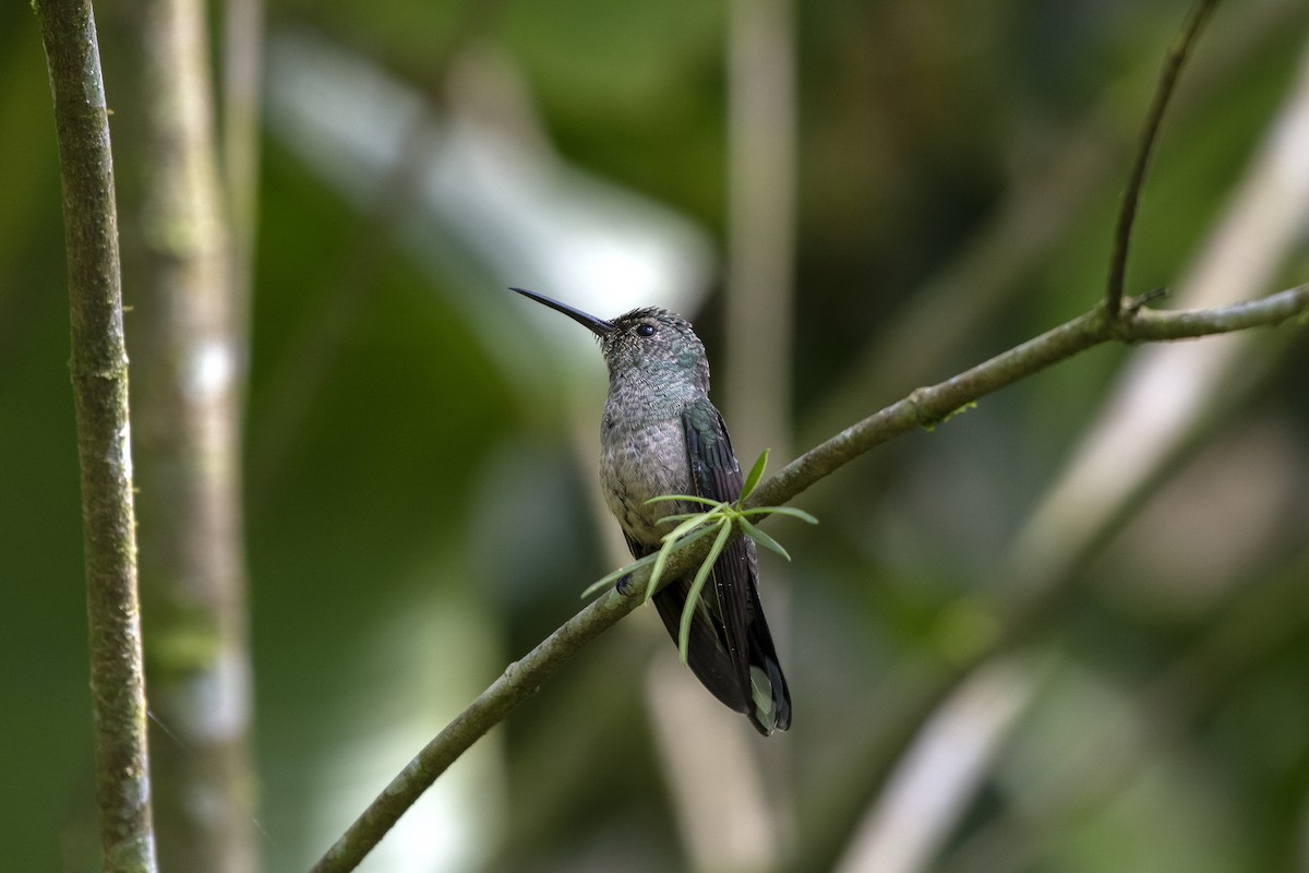 Colibri de Cuvier - ML624730689