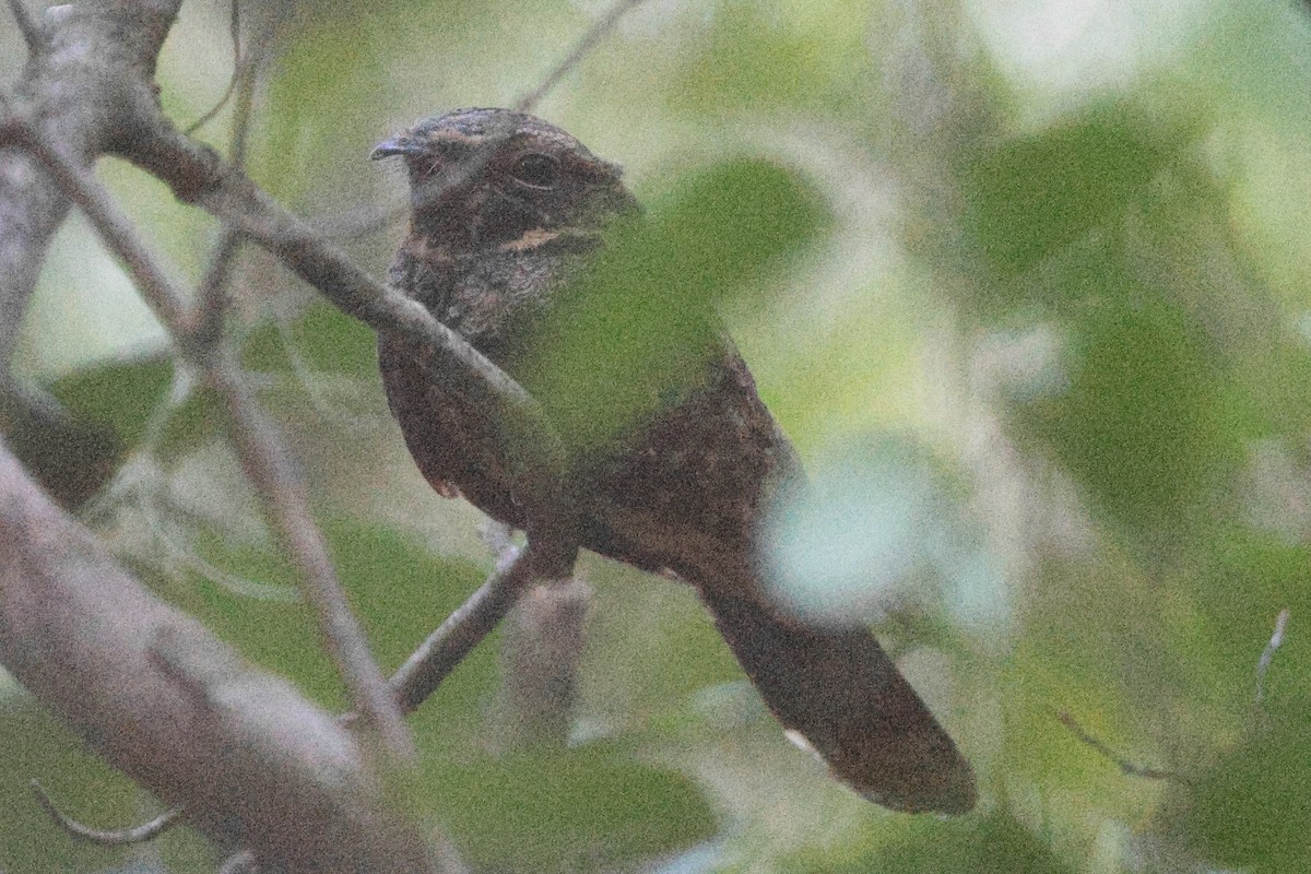 Chuck-will's-widow - ML624730698