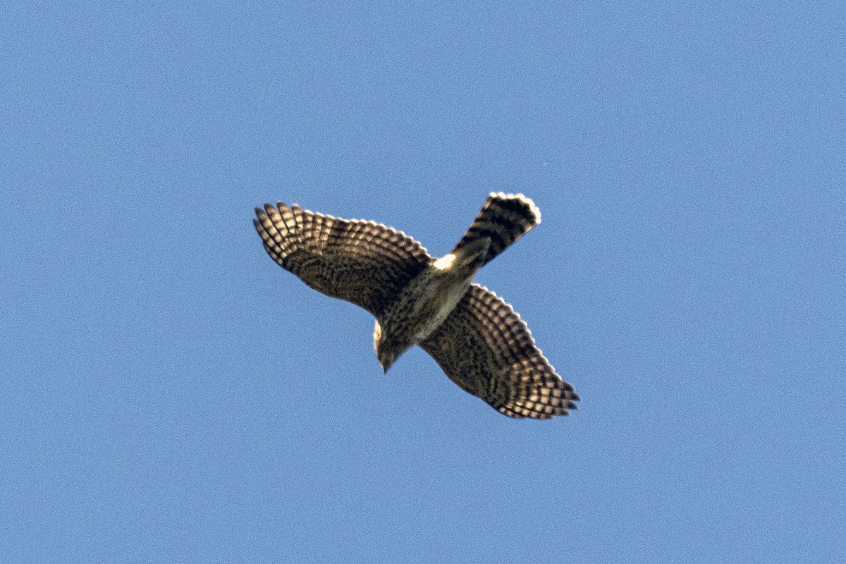 Accipiter sp. - ML624730735