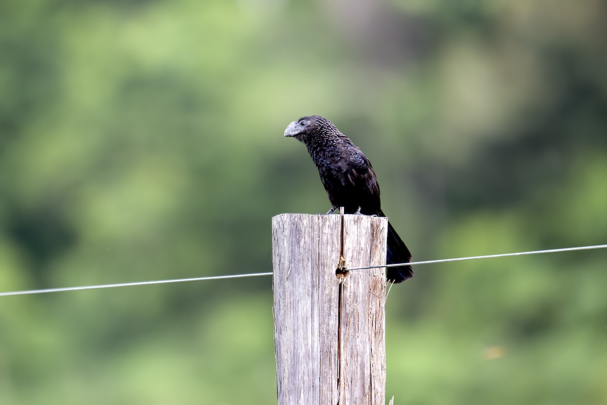 Smooth-billed Ani - ML624731026