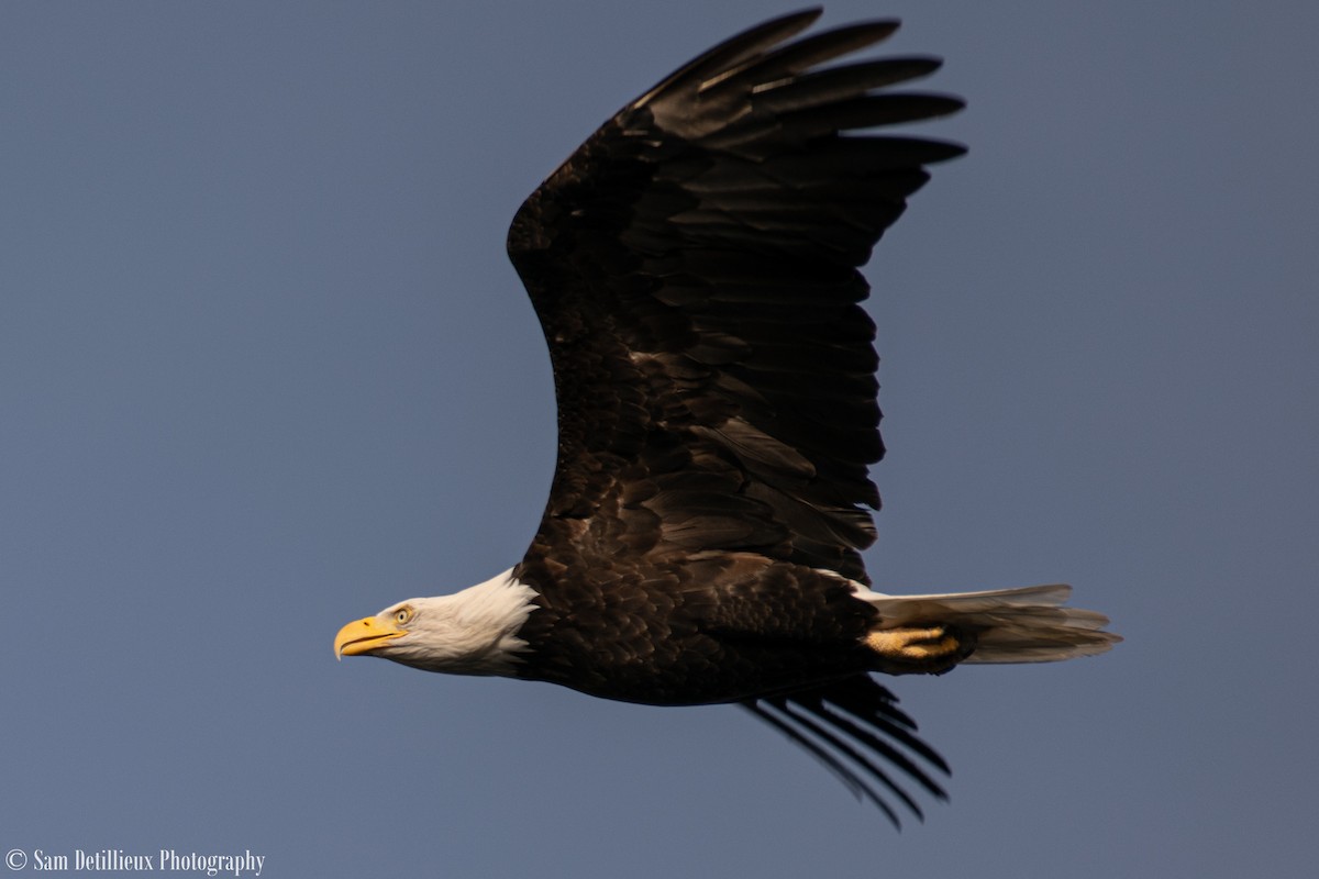 Bald Eagle - ML624731096