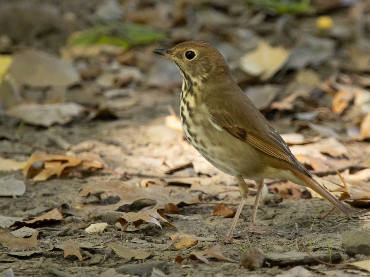 Hermit Thrush - ML624731105