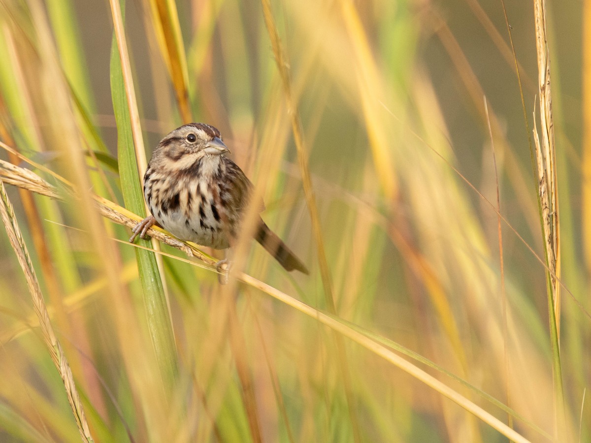 Song Sparrow - ML624731171