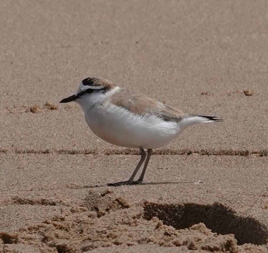 White-fronted Plover - ML624731287