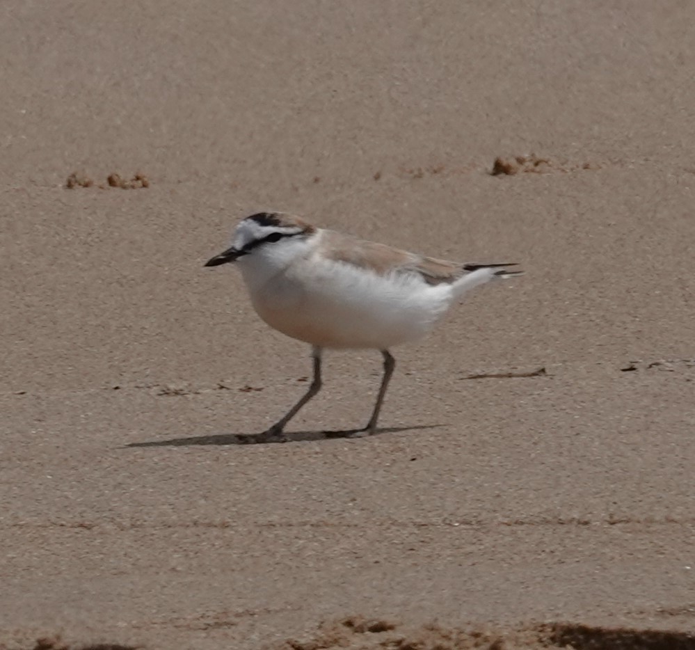 White-fronted Plover - ML624731288