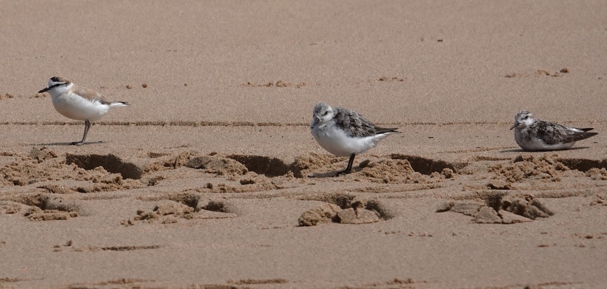 White-fronted Plover - ML624731289