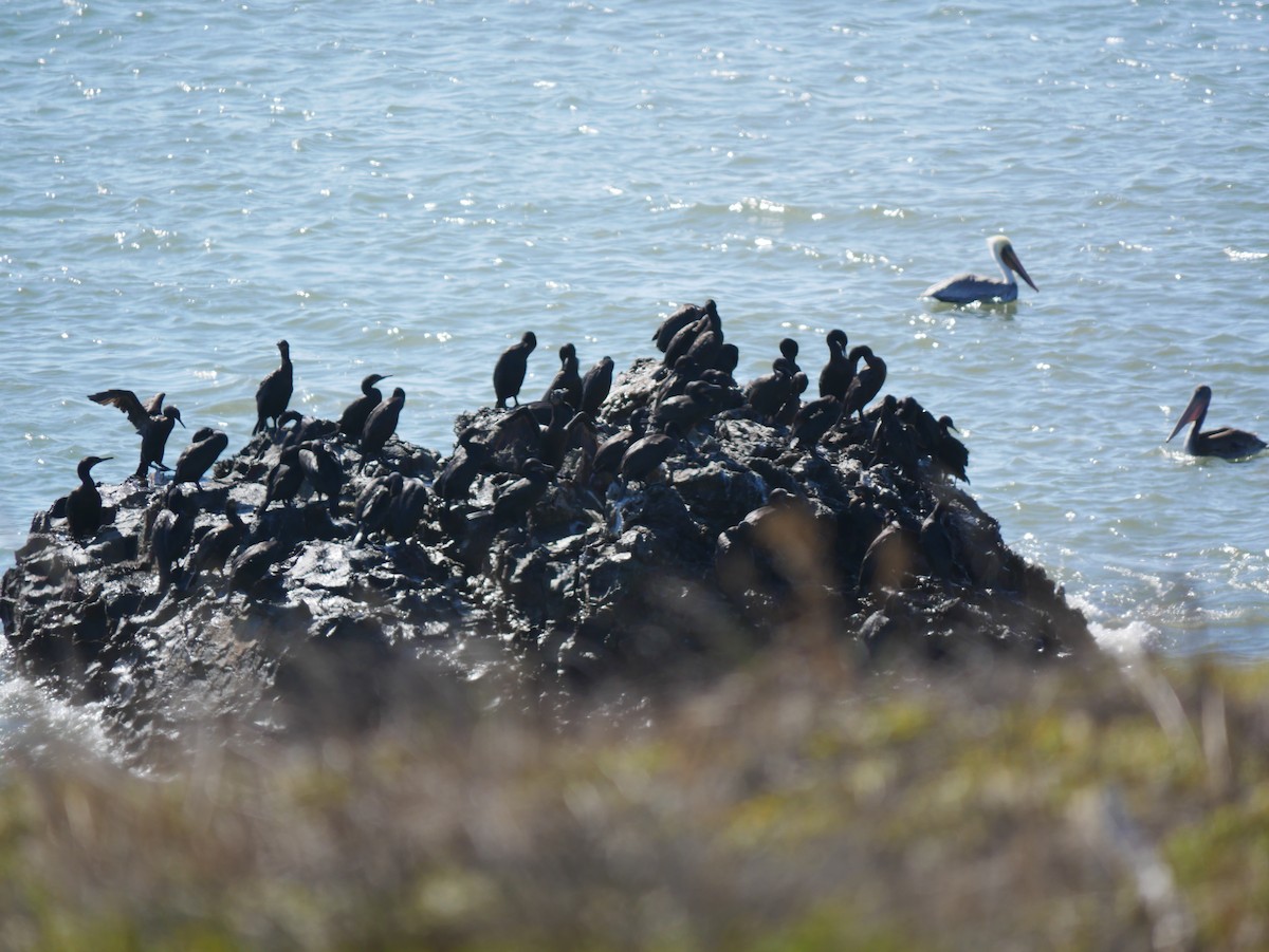 Brandt's Cormorant - ML624731318