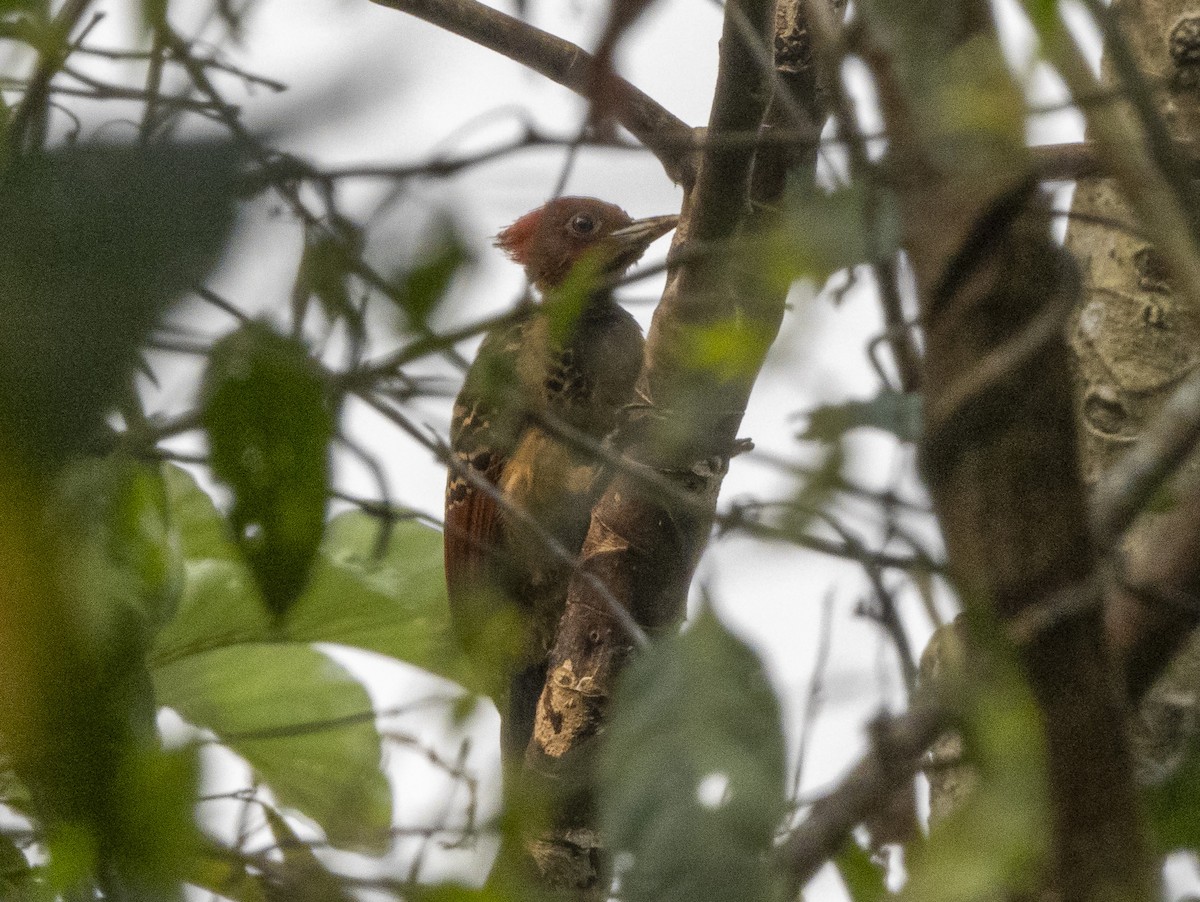 Rufous-headed Woodpecker - ML624731351