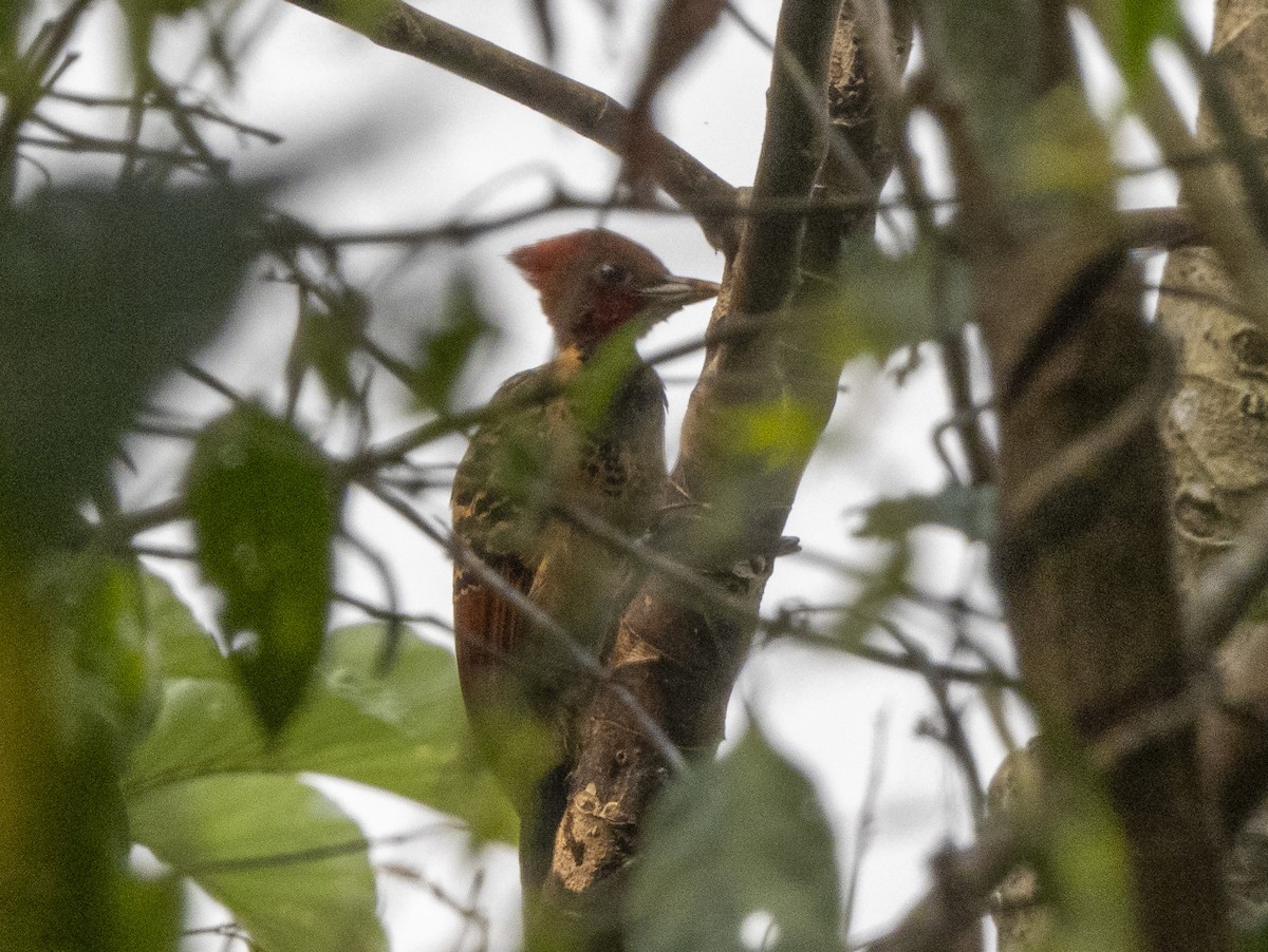 Rufous-headed Woodpecker - ML624731353