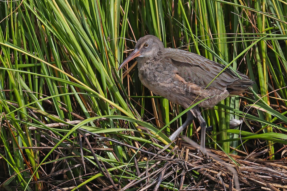 Clapper Rail (Atlantic Coast) - ML624731417