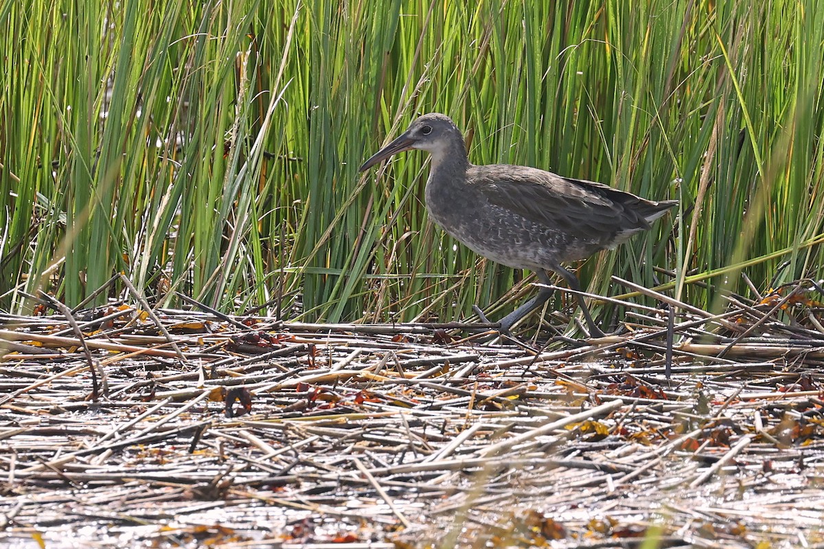 Clapper Rail (Atlantic Coast) - ML624731418