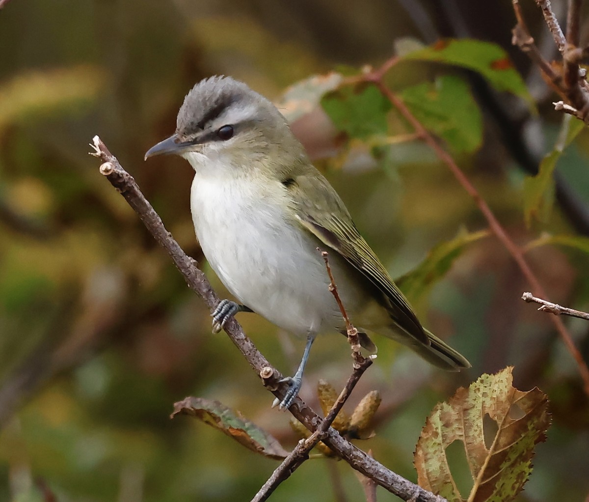 Kızıl Gözlü Vireo - ML624731528