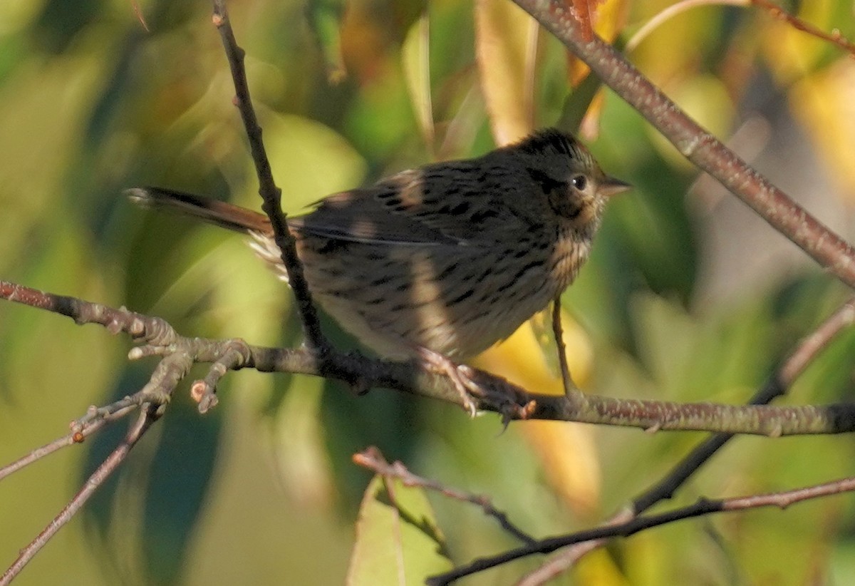 Lincoln's Sparrow - ML624731569