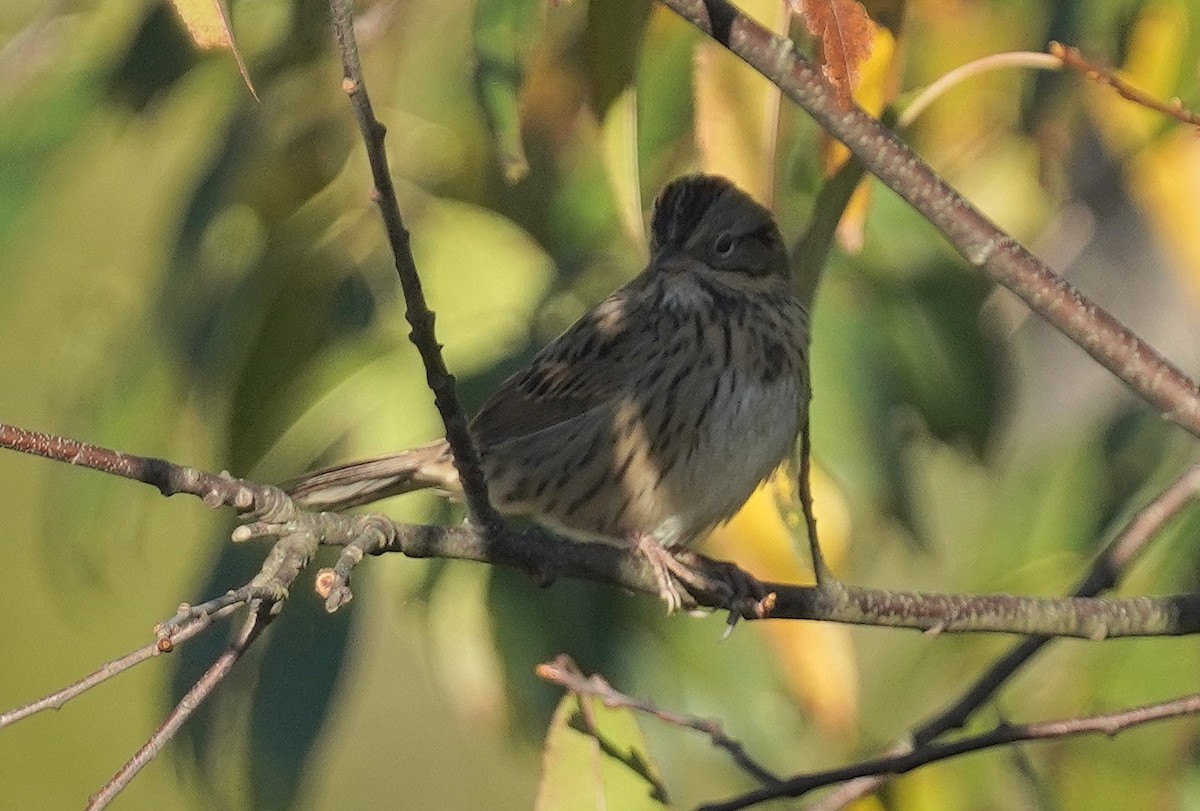 Lincoln's Sparrow - ML624731575