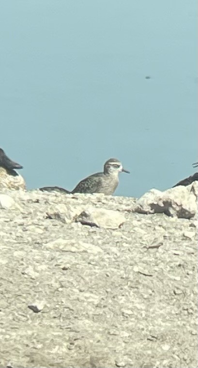 American Golden-Plover - ML624731624