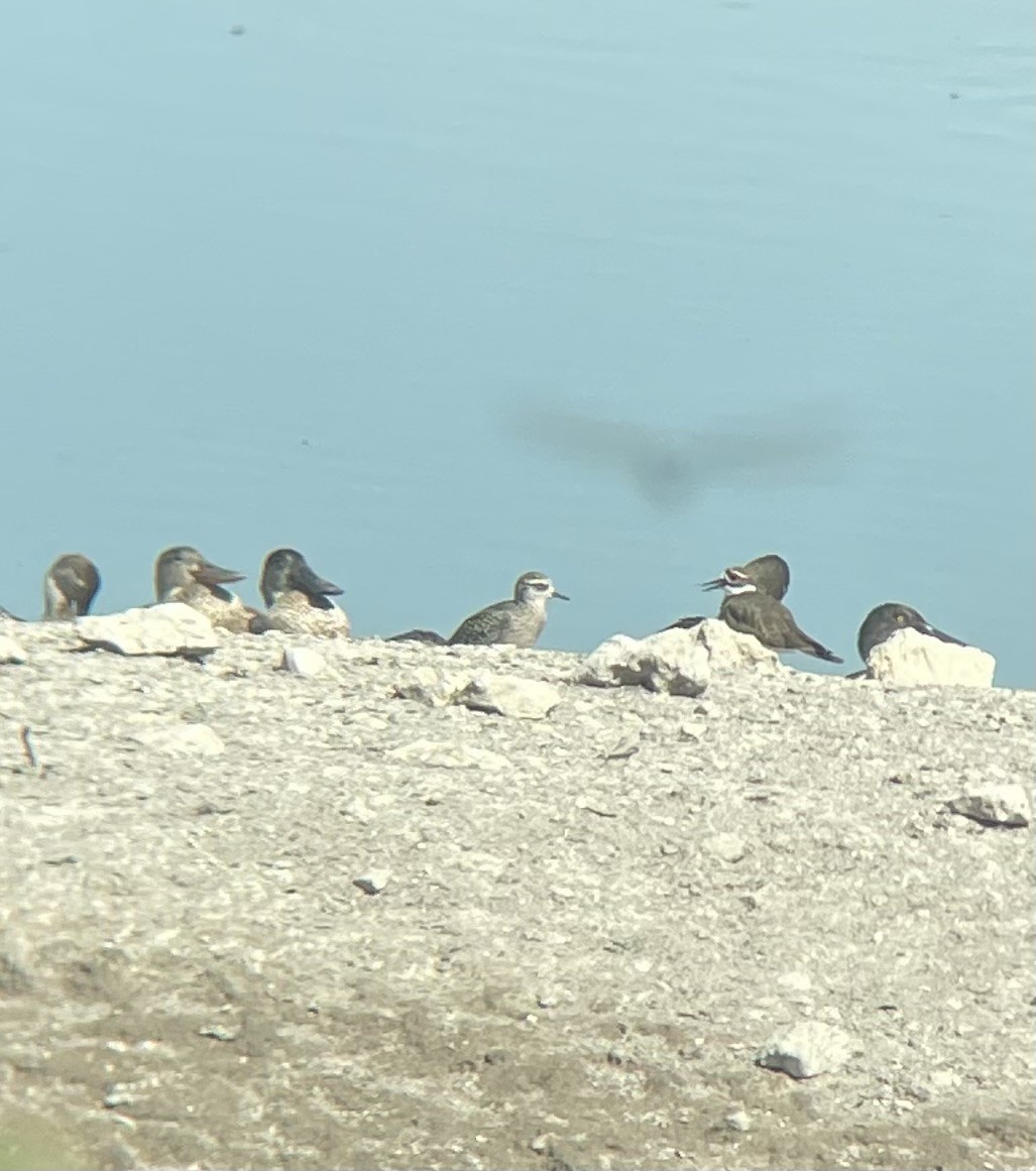 American Golden-Plover - ML624731625