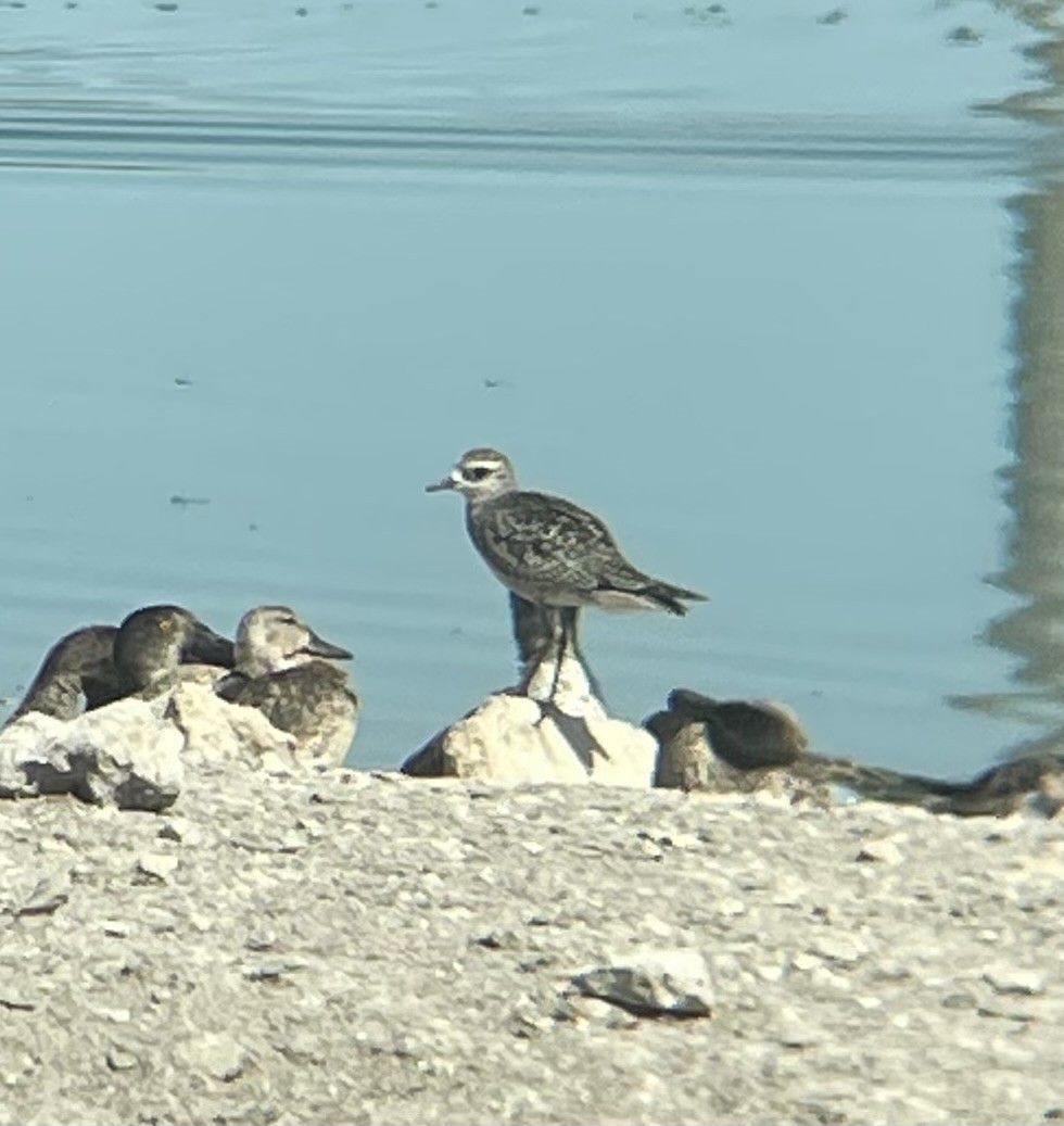 American Golden-Plover - ML624731626
