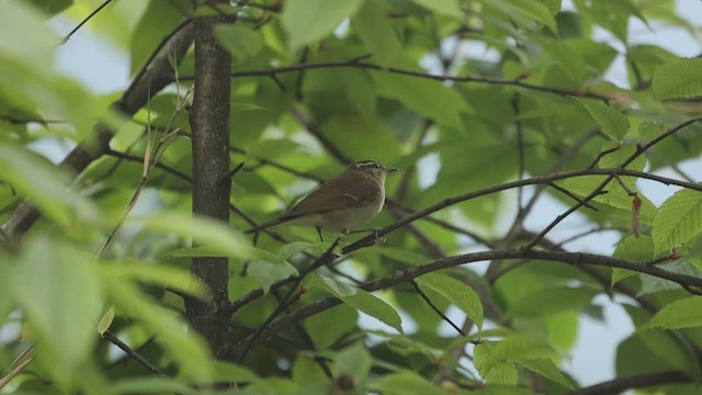 Large-billed Leaf Warbler - ML624731668