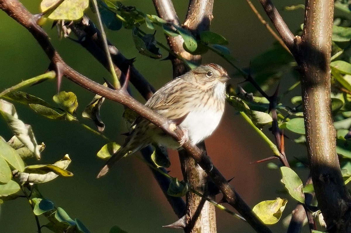 Lincoln's Sparrow - ML624731769