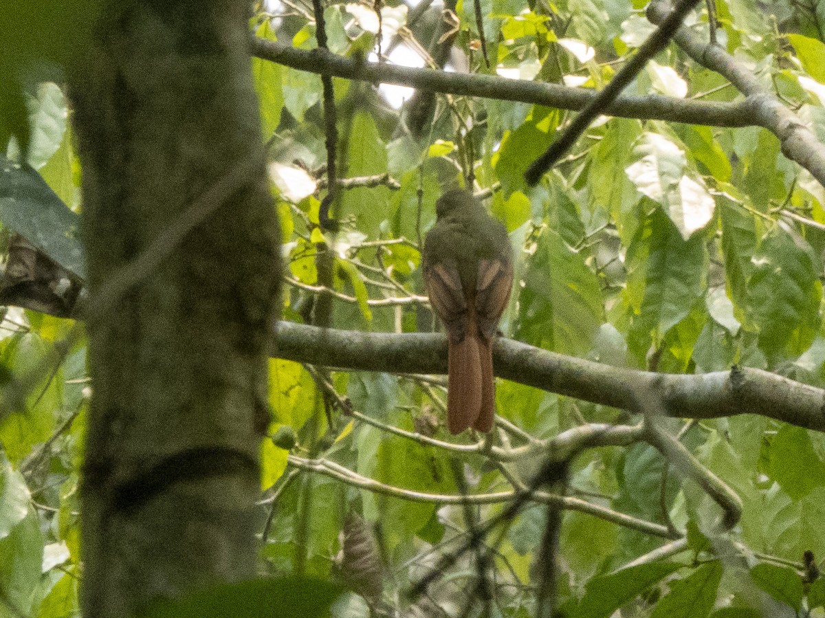 Rufous-tailed Flatbill - ML624731815