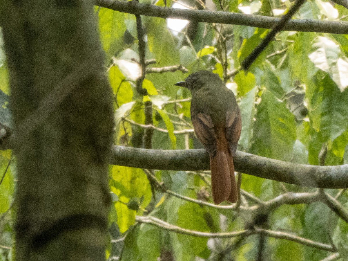 Rufous-tailed Flatbill - ML624731826