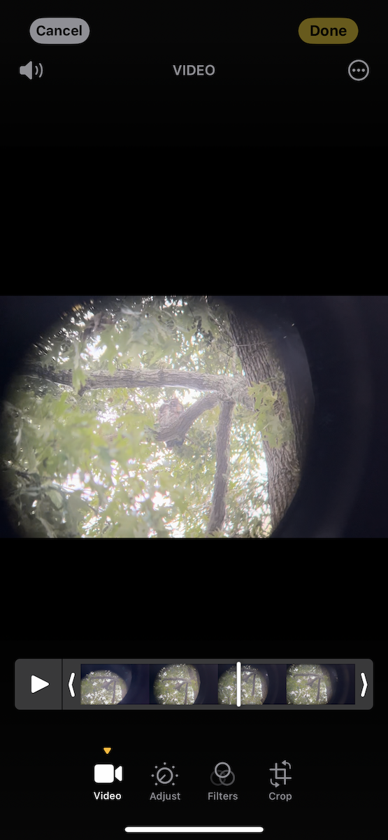 Great Horned Owl - ML624731832