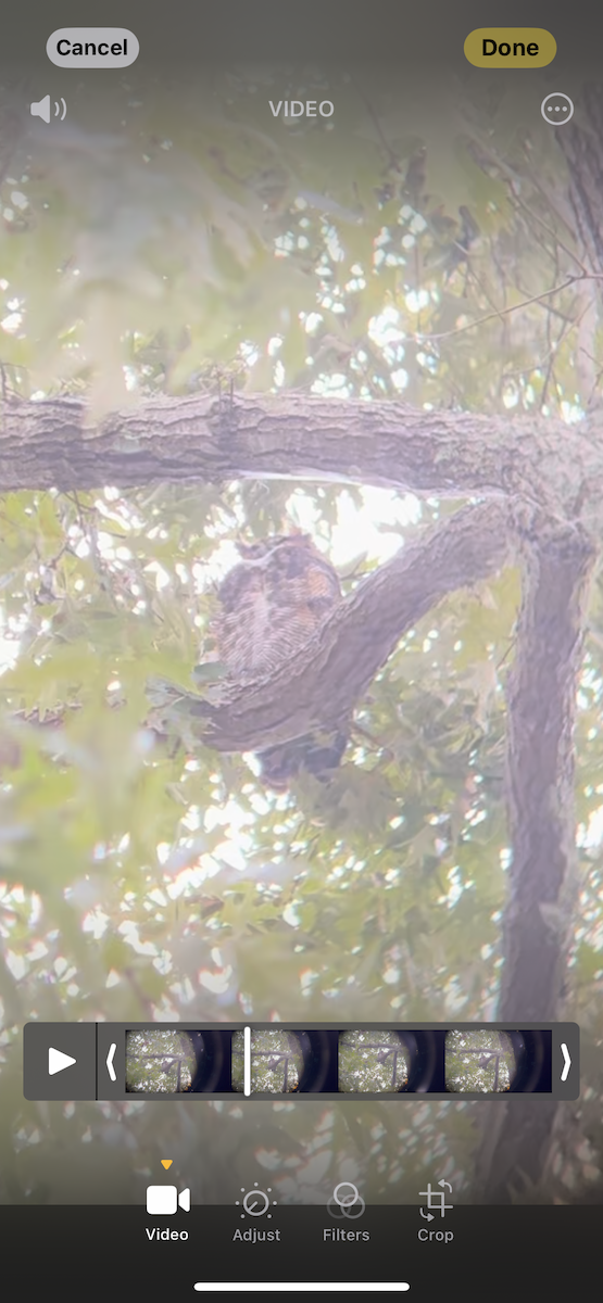 Great Horned Owl - ML624731837
