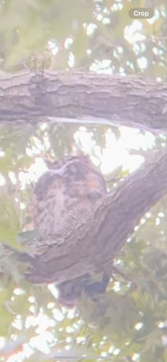 Great Horned Owl - ML624731838