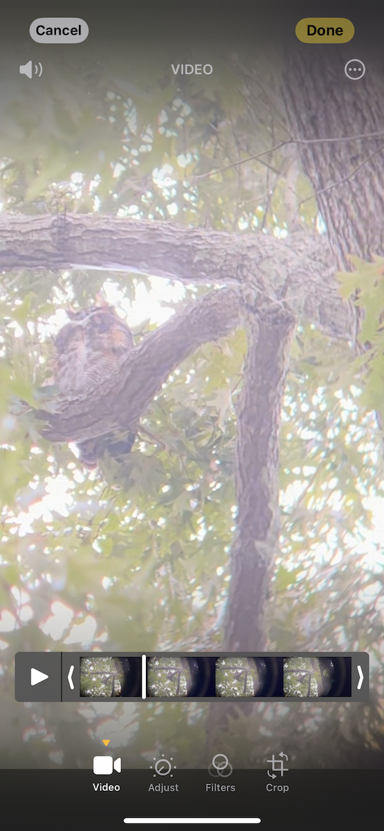 Great Horned Owl - ML624731839