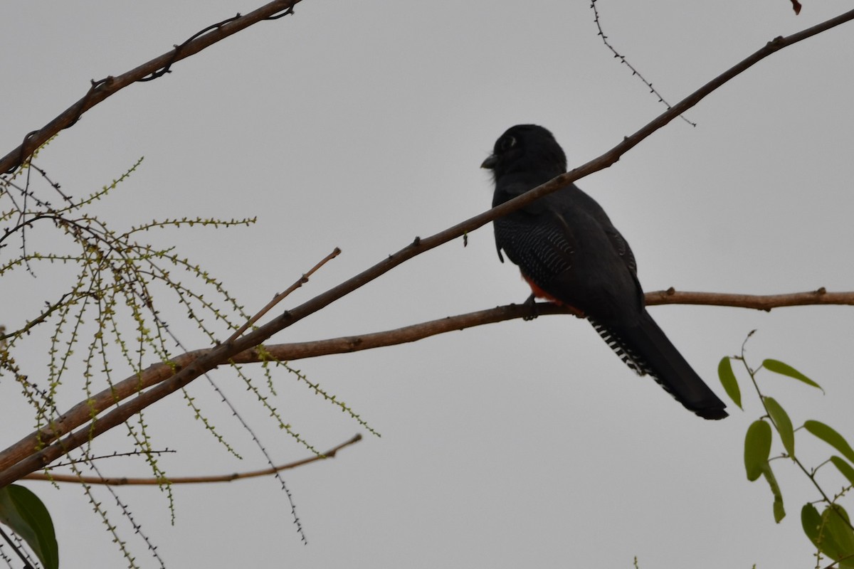 trogon modrotemenný - ML624731851