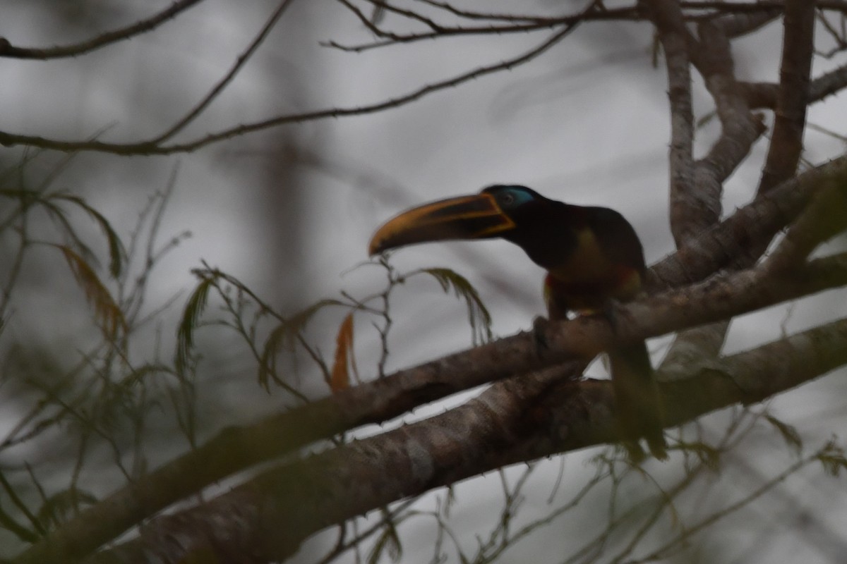 Chestnut-eared Aracari - ML624731855