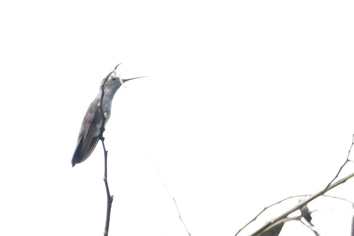 Many-spotted Hummingbird - ML624731940