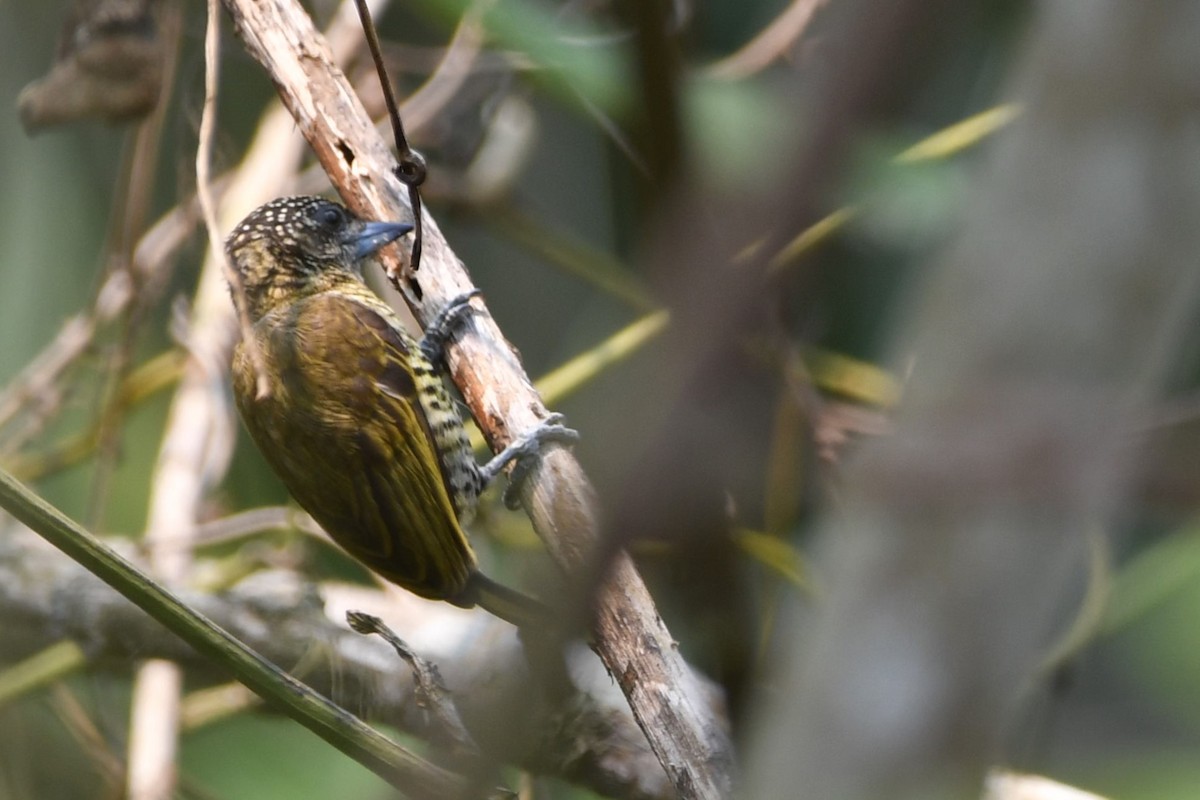 Lafresnaye's Piculet - ML624731946