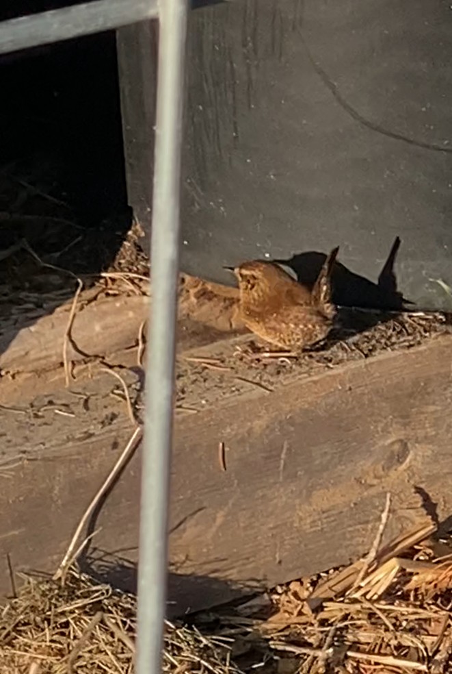 Winter Wren - ML624731960