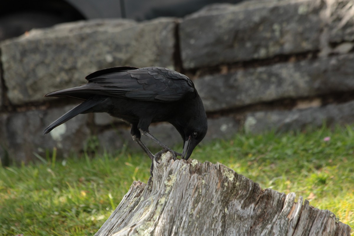 American Crow - ML624732009